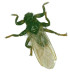 saalis